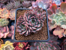 Echeveria 'Pink Stella' 2" Cluster Succulent Plant