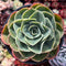 Echeveria 'Esmerelda' 5" Large Succulent Plant
