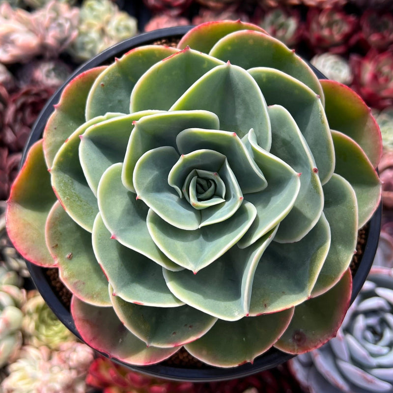 large flower succulent Echeveria 'Esmerelda' 5