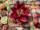 Echeveria Agavoides 'Luming' 3" Succulent Plant