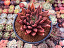 Echeveria Agavoides 'Pysche 4" Succulent Plant