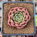 Echeveria Agavoides 'Fabien' 2" New Hybrid Succulent Plant