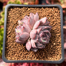 Echeveria 'Mata' 2" Succulent Plant