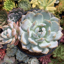 Echeveria 'Orange Monroe' Large Double Head 6" Succulent Plant