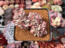 Echeveria 'Esther' Crested 3" Succulent Plant