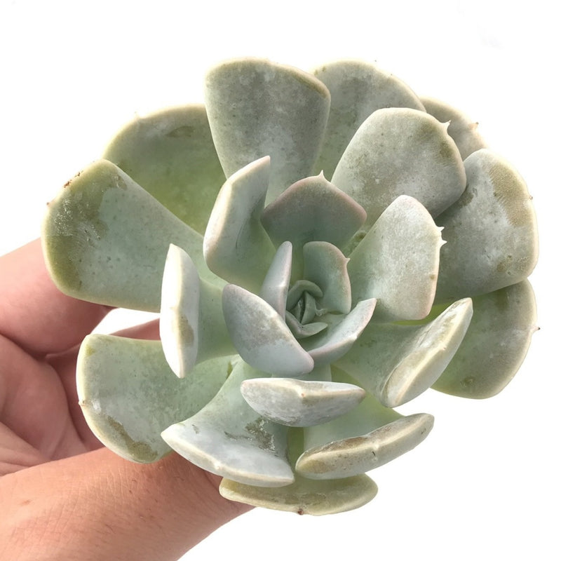 laura succulents Echeveria 'Laura' 3" Rare Succulent Plant – True Succulents Plant Co