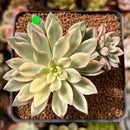 Echeveria 'Green Emerald' Variegated 2"-3” Cluster Succulent Plant