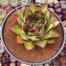 Echeveria Agavoides 'Phoenix' 6"-7" Old Large Specimen Succulent Plant