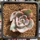 Echeveria 'Beyonce' Variegated 1"-2" Small Succulent Plant