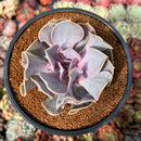 Echeveria 'Valkyrie' 3"-4" Succulent Plant