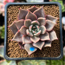 Echeveria Agavoides 'Pink Lily' 2" Succulent Plant