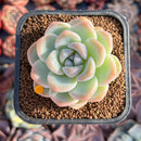 Echeveria 'Icy Green' 1"-2" Succulent Plant