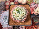 Echeveria 'White Rose' 2" Succulent Plant