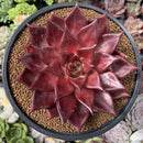 Echeveria Agavoides 'Luming' 5" Large Succulent Plant