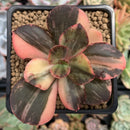 Echeveria 'Primadonna' Variegated