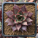 Echeveria Agavoides 'Red Pop' 2" Succulent Plant
