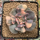 Echeveria 'Cubic Frost' Variegated 2" Succulent Plant