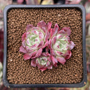 Echeveria 'Red Sun' 1" Cluster New Hybrid Succulent Plant