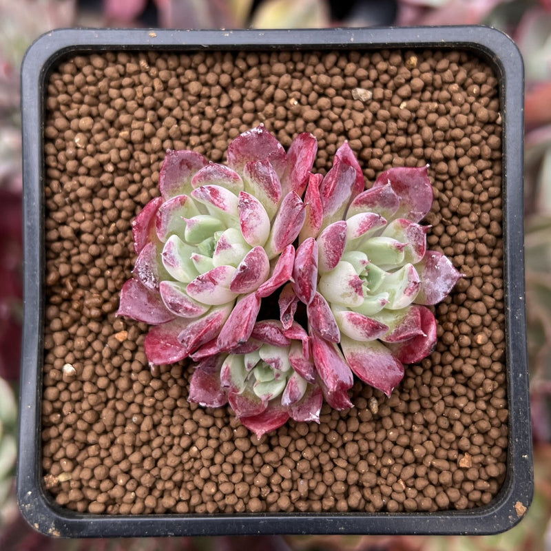 succulents that turn red in the sun Echeveria 'Red Sun' 1" Cluster New Hybrid Succulent Plant – True Succulents Plant Co