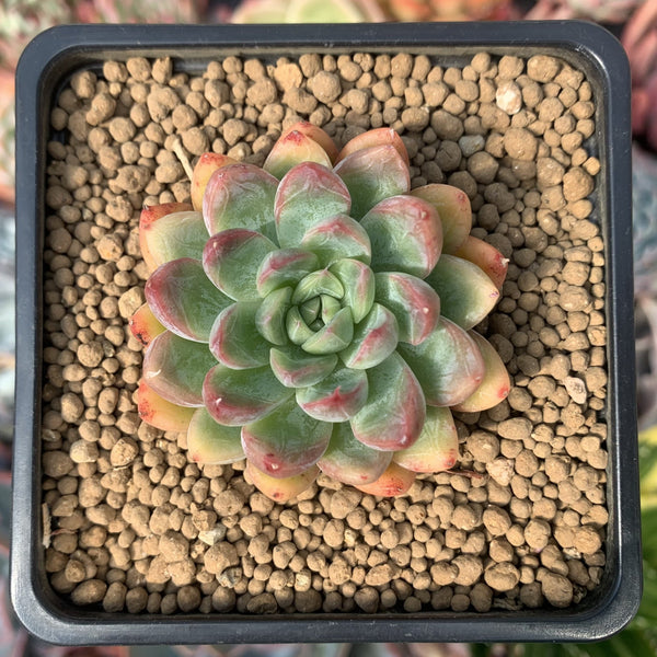 succulent database Echeveria Agavoides 'Mars' 2" Succulent Plant