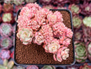Echeveria 'Deren-Oliver' Crested 2"-3" Succulent Plant
