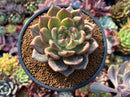 Echeveria 'Luna Solar' 4" New Hybrid Succulent Plant