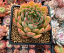 Echeveria Agavoides 'Enita' 3" Succulent Plant