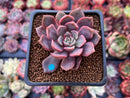 Echeveria 'Vasilisa' 1"-2" Succulent Plant