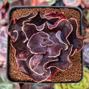 Echeveria 'Osmanthus' 3" Succulent Plant