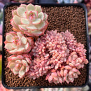 Echeveria 'Deren-Oliver' Crested 2"-3" Succulent Plant