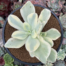 Echeveria 'Japan Moon River' Variegated 3" Succulent Plant