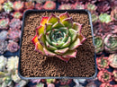 Echeveria Agavoides 'Sarabony' 2" (Seed Grown) Succulent Plant