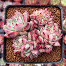 Echeveria 'Ratam' Crested 3" Succulent Plant