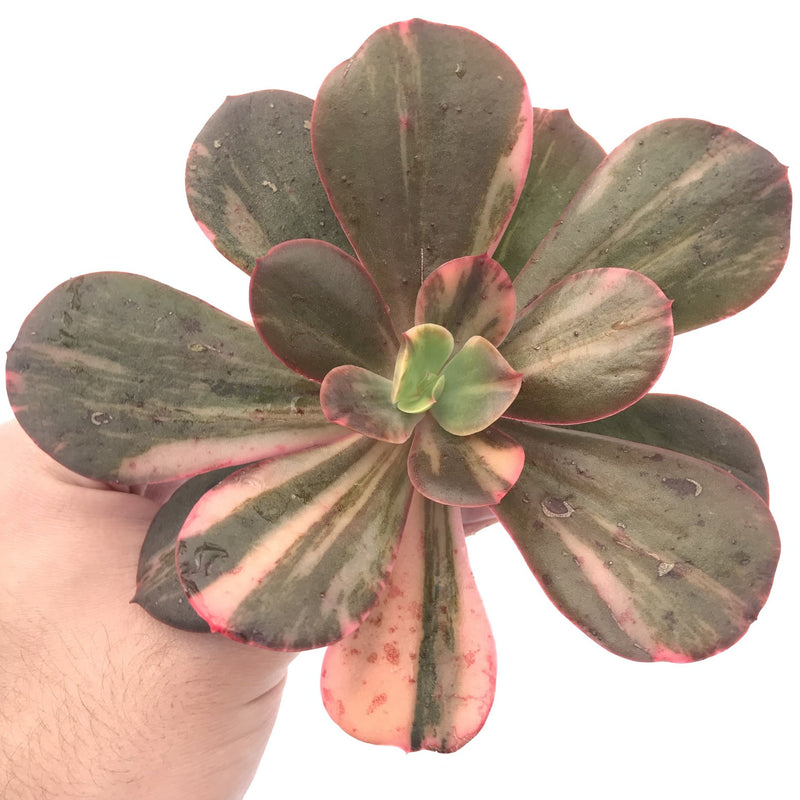 Echeveria 'Primadonna' Variegated 5" Rare Succulent