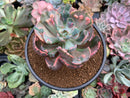Echeveria 'Beyonce' Variegated 3"-4" Succulent Plant