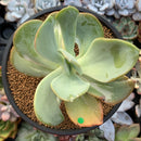 Echeveria 'Beserk' Variegated 4"-5" Succulent Plant