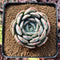 Graptoveria ‘A Grimm One’ 2" Succulent Plant