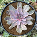Echeveria 'Perle von Nurnberg' Variegated 5" Succulent Plant