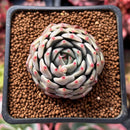 Echeveria Hybrid sp. 2" Succulent Plant