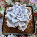 Echeveria 'Crispate Beauty' 2" Powdery Succulent Plant