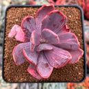 Pachyveria 'Myrtilla' Lightly Variegated 2" Succulent Plant