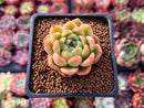 Echeveria sp. 1"-2" Succulent Plant