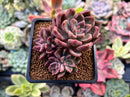 Echeveria 'Black Pettla' Cluster 2" New Hybrid Succulent Plant
