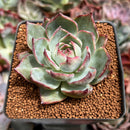 Echeveria 'Casio' Lightly Variegated 2" Succulent Plant