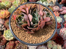 Echeveria 'Purple Princess' 4" Cluster Succulent Plant