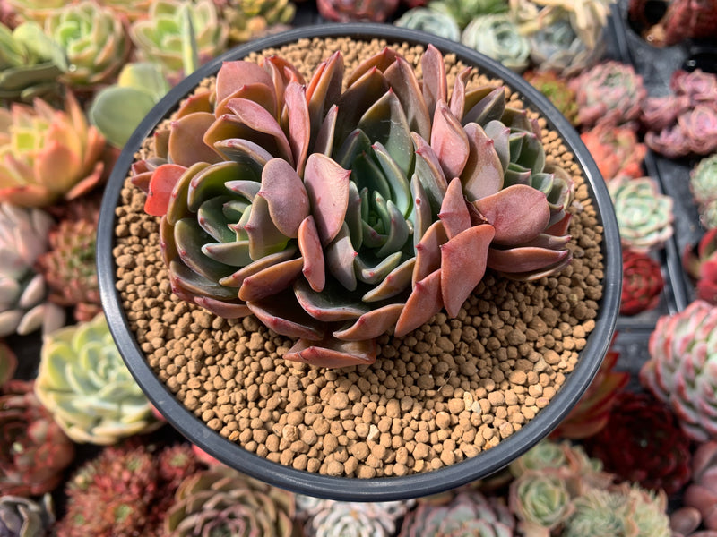 princess succulent Echeveria 'Purple Princess' 4" Cluster Succulent Plant – True Succulents  Plant Co