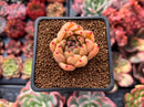 Echeveria Agavoides sp. 1" Succulent Plant