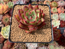 Echeveria Agavoides 'Ebony' 3" Succulent Plant