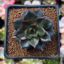 Echeveria 'Monocerotis' 2" Succulent Plant