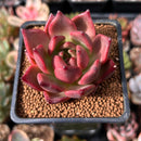 Echeveria Agavoides 'Chanel Pink' 2" Succulent Plant